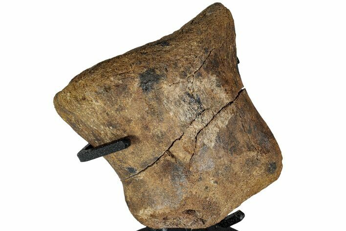 Hadrosaur (Brachylophosaurus?) Phalanx Bone w/ Stand - Montana #227758